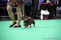 Crufts2011_2 892